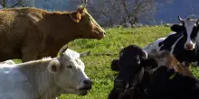 Regione Lazio incentiva la cattura degli animali domestici in libertà. Pd: “Prevede l’abbattimento, è contro la Costituzione”