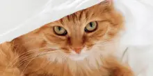 “C’è una strage di gatti, muoiono per la peritonite infettiva. Un farmaco potrebbe salvarli ma in Italia non è autorizzato”: l’allarme degli animalisti