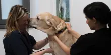 “Veterinari e vaccinazioni i costi più pesanti”: ecco quanto spendono gli italiani all’anno per gli animali domestici