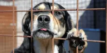 Lascia i cani a casa sotto il sole e parte per le vacanze: uno muore legato alla catena