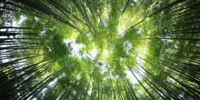 Giornata mondiale della biodiversità: per salvarla, capiamo prima cosa sia