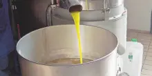 L’olio evo alleato della salute, la conferma in una nuova ricerca