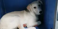 Cane alla catena, per il padrone multa da 1000 euro: è una delle prime applicazioni della legge Brambilla