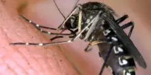 West Nile: seconda vittima nel Lazio, morto 77enne allo Spallanzani