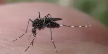 West Nile, quarta vittima nel Lazio: muore una 93enne di Cisterna di Latina allo Spallanzani