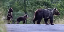 Sparò con il fucile all’orsa Amarena: rinviato a giudizio per “uccisione di animale”, con l’aggravante della crudeltà
