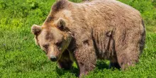 Risveglio con l’orso per due campeggiatori tedeschi nel parco nazionale della Valgrande