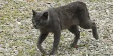 Il gatto cacciatore che ha fatto scoprire due nuovi virus al suo proprietario scienziato