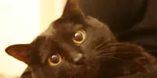 “Sopravvive a un lavaggio di 55 minuti dentro una lavatrice”: l’incredibile storia del gatto Pablo