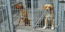 Un cane sordo e cieco è stato abbandonato e legato ad un albero nel bosco dai proprietari per farlo morire: l’alpinista volontario gli salva la vita