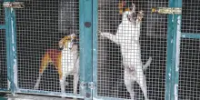 La legge contro la crudeltà non mette certo al sicuro gli animali in Italia