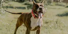 Bambina di 2 anni e la nonna aggredite da un pitbull: la piccola è grave