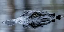“Ecco Alligator Alcatraz: chi prova a scappare trova solo pitoni e alligatori ad attenderlo”: il nuovo carcere per immigrati in Florida