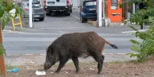 Cuccioli di cinghiali investiti e ammazzati per “gioco”. La denuncia della Lega Nazionale per la difesa del cane: “Raccapricciante, non è goliardia, è crimine”