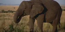 “Trafitto con le zanne, scaraventato al suolo e calpestato dal peso di sei tonnellate”: un elefante ha ucciso il direttore di una riserva naturale