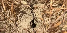 Crisi idrica in Basilicata: invasi ai minimi storici, gli agricoltori alla Regione: “Fatti, non marketing politico”
