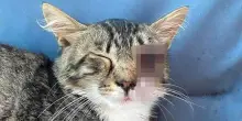 Donna lancia due gattini dal finestrino della sua auto, mentre era in corsa sull’autostrada. Denunciata per abbandono e atti di crudeltà contro gli animali