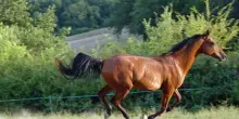Ragazza 24enne muore cadendo da cavallo nell’azienda in cui lavorava