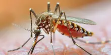 Febbre Dengue a Busto Arsizio, “piano straordinario di disinfestazione”