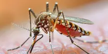 Dengue, Zika Virus e Chikungunya – 700 casi nel 2024 in Italia. Bassetti: “Sindaci facciano disinfestazioni ora”