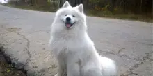 I cani fanno bene alla salute, lo dice la Scienza: ecco i 5 benefici di avere un amico a 4 zampe