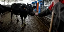 Dermatite bovina, stop a movimentazione in Sardegna e sequestro di un allevamento in Lombardia