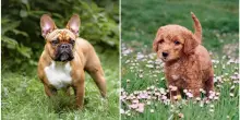 “C’è gente irresponsabile chi li ucciderebbe senza problemi. Bisognerebbe introdurre un patentino per chi ha un cane”: l’appello lanciato da Nash Pettinaroli