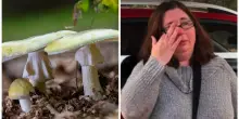 Invita i parenti a pranzo e gli serve l’Angelo della Morte, uno dei funghi più letali al mondo: 50enne a processo per l’omicidio degli ex suoceri e della zia del marito
