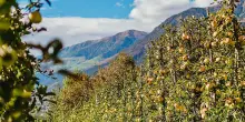La strategia naturale e low cost che può aiutare gli agricoltori a proteggere i meleti dai parassiti