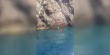 Avvistato a Capri un raro esemplare di foca monaca: “Torna dopo quasi 100 anni di assenza” – Video