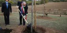 A Roma è in corso una strage di alberi allucinante: la giunta Gualtieri abbatte senza spiegare