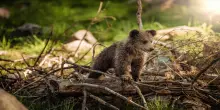Cucciolo di orso ucciso e scuoiato da bracconieri in Trentino: la pelle lasciata in un parco giochi
