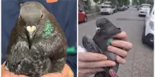 Trovano un piccione trafitto da una siringa e abbandonato in strada. La rabbia del Centro recupero animali selvatici: “Speriamo nel karma”
