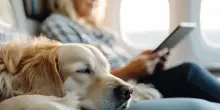 Cani e gatti possono ora viaggiare in cabina in aereo: dal peso al trasportino, ecco le nuove regole e i prezzi