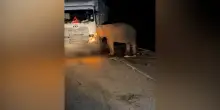 Cucciolo di elefante ucciso da un camion: così la mamma blocca la strada e cerca di spostare il tir – Video