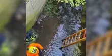 Delitto di Garlasco, i carabinieri cercano l’arma del delitto in un canale a Tormello – Video