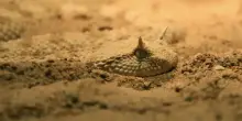 Tiene in casa una velenosissima ‘vipera della sabbia’ che lo morde: la corsa in pronto soccorso finisce con una multa di 4.500 euro