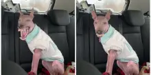 Adottano un cane nato con un’anomalia cromosomica: “Gli altri cani la trattano come un cucciolo fragile, gli umani la giudicano”