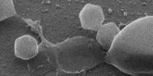 Scoperto il primo “virus gigante” al mondo: “È grande il doppio del Covid, non sappiamo ancora i rischi per l’uomo”. L’analisi dell’esperto
