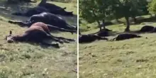 “Avevano le zampe bruciate, la scarica elettrica non gli ha lasciato scampo”: oltre 30 cavalli uccisi dai fulmini durante una tempesta – VIDEO