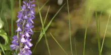 Giornata della biodiversità, Italia in ritardo di 80 anni per i target Ue: rischiano anche le orchidee