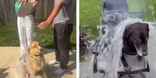 Secchi d’acqua gelida gettata addosso ai cani: la nuova sfida di TikTok per acchiappare like è “crudele, li lascia confusi e terrorizzati”