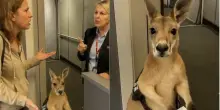 “Mi fa da supporto emotivo”: vuole salire sull’aereo con il suo canguro “da compagnia”, ma la hostess glielo proibisce. Il video è virale, ma è opera dell’AI