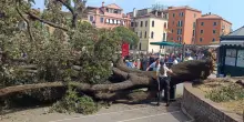 Crolla un grosso albero vicino al terminal automobilistico di Venezia: 10 persone ferite, una grave