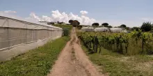 Schiacciato dal muletto con cui stava lavorando: morto operaio di 38 anni in un’azienda agricola del Ravennate