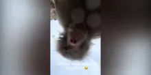 Babbuini curiosi “rubano” uno smartphone allo zoo e si fanno un video-selfie: la clip diventa virale