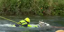 Mucche cadono in un canale nel Milanese: le operazioni di soccorso dei vigili del fuoco