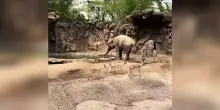 L’incredibile gesto dell’elefante: così salva un cucciolo di gazzella che sta annegando. Il video commovente è virale