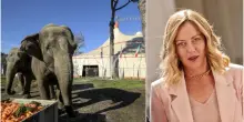 Il governo vuole far soffrire gli animali nei circhi: rinviato (di nuovo) il divieto. Lav: “Incredibile e sconcertante”
