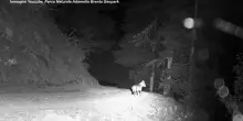 Dissuasori per lupi e orsi, la sperimentazione nel Parco Adamello Brenta: nel video il dispositivo in funzione